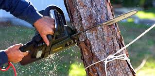 Best Tree Cabling and Bracing  in Newark, NJ