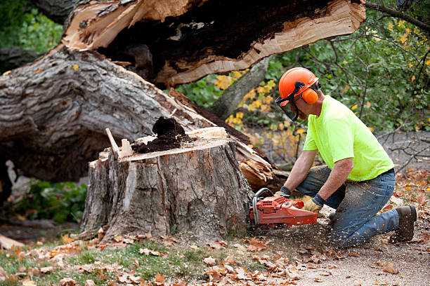 Best Tree Disease Treatment  in Newark, NJ