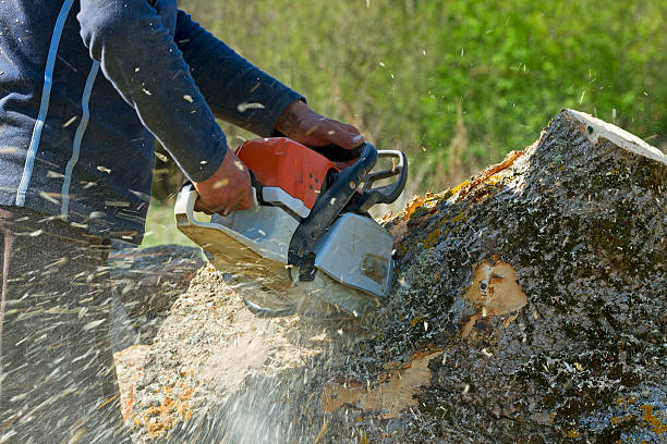 Best Root Management and Removal  in Newark, NJ